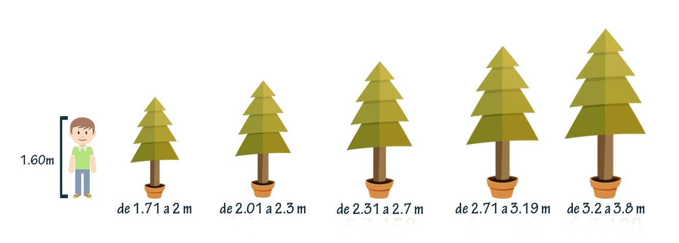 Tamaños de Árboles de Navidad